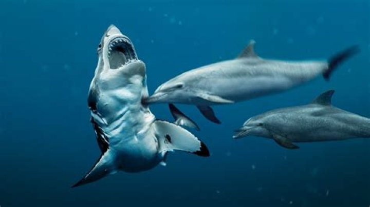 Are dolphins worse than sharks?