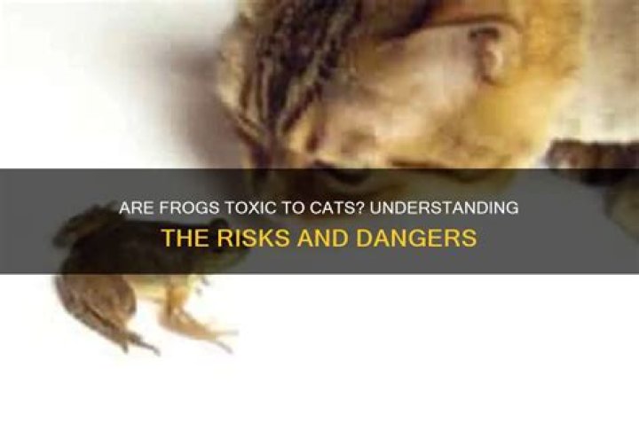 Are frogs toxic to cats?