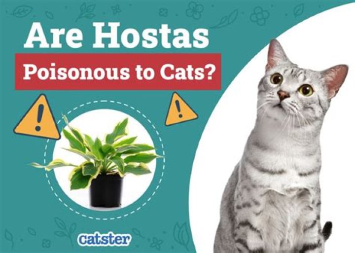 Are hostas poisonous to cats?