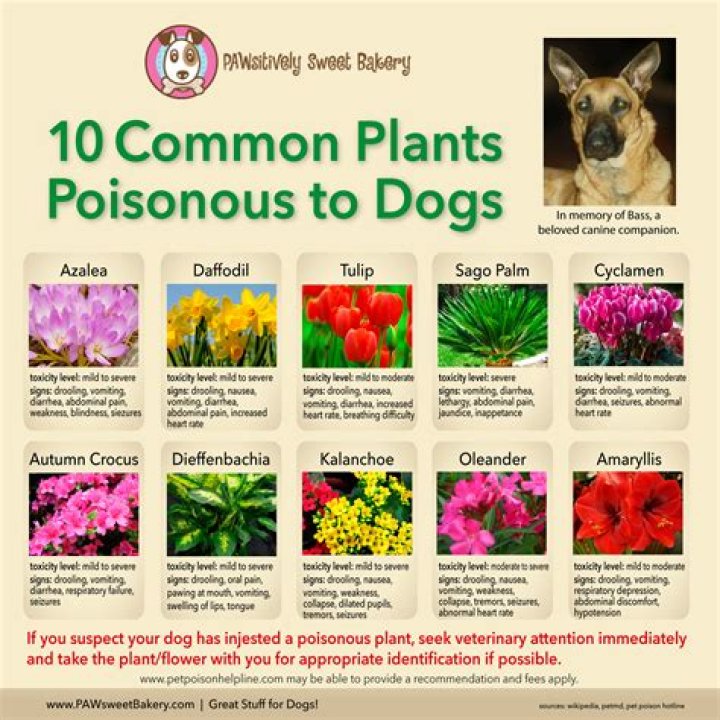 Are hostas toxic to dogs?