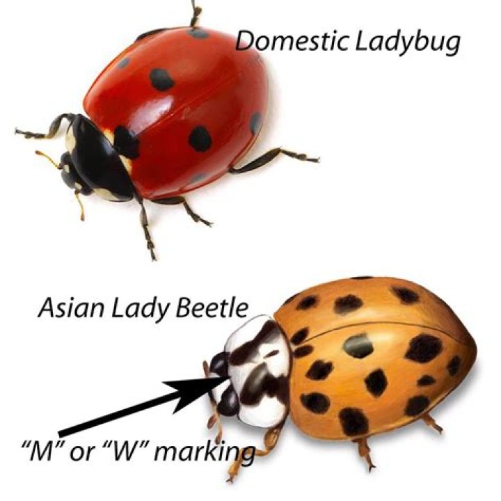 Are ladybugs dying out?