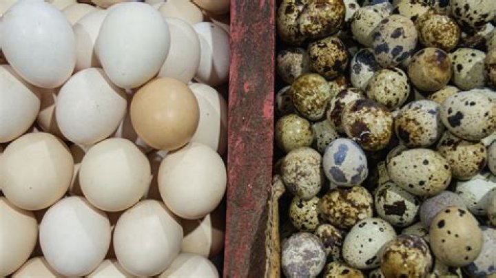 Are quail eggs better than chicken eggs?