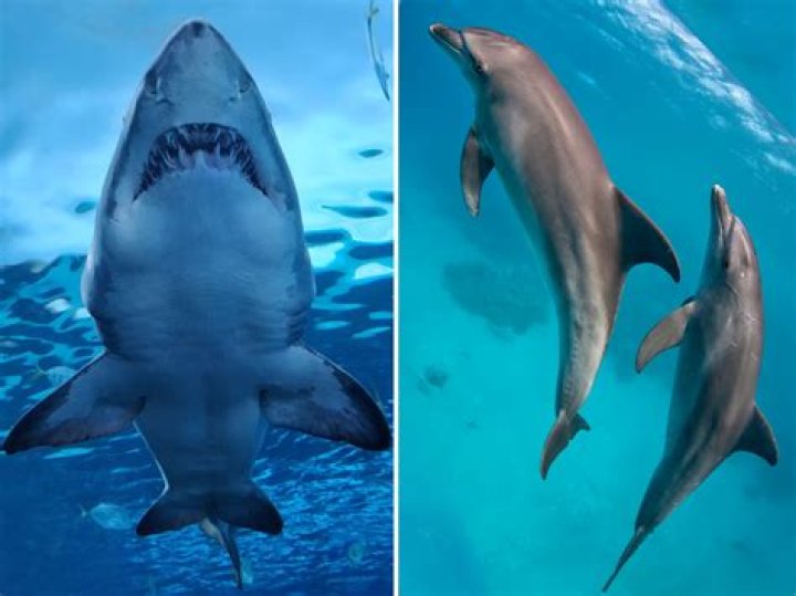 Are sharks really scared of dolphins?