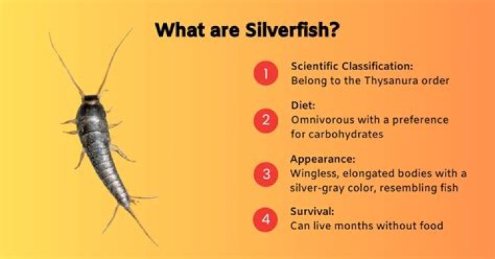 Are silverfish scared of light?