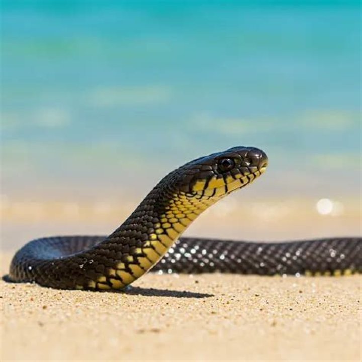 Are there no snakes in Hawaii?