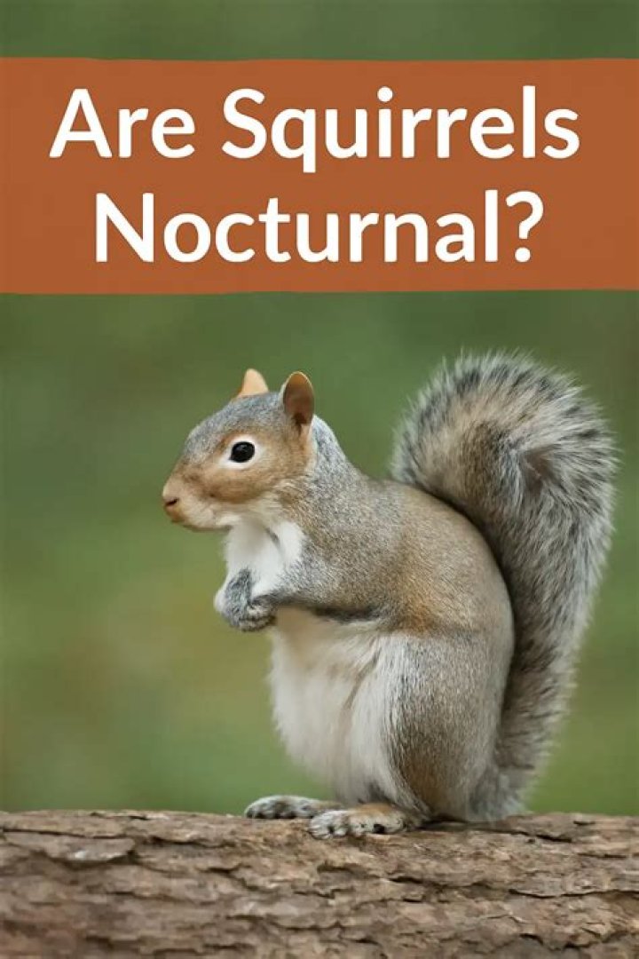 Are worms nocturnal?