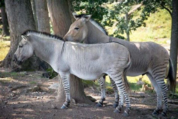 Can a zebra and a giraffe mate?