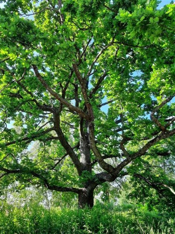 Can an oak tree drown?
