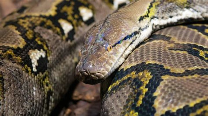 Can anaconda swallow cow?