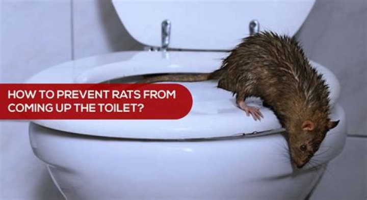 Can animals come up through the toilet?