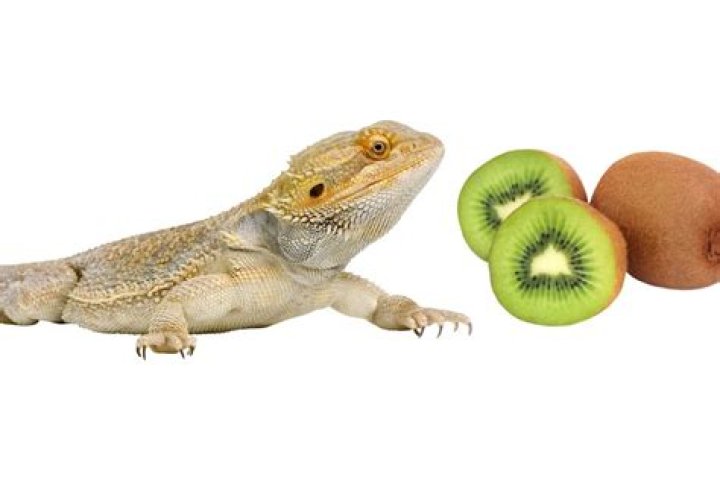 Can bearded dragons kiwi?