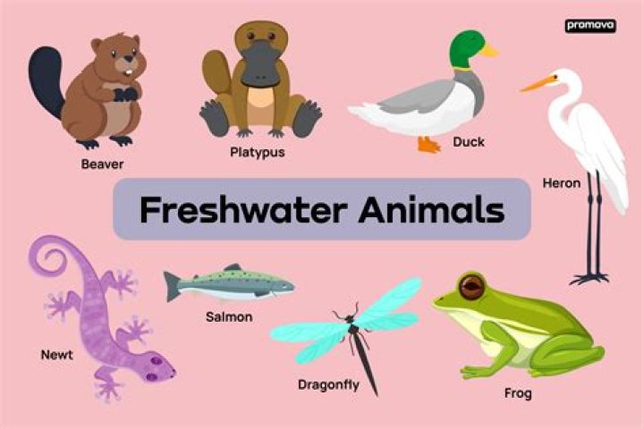 Can DF users swim in freshwater?
