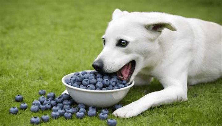 Can dog eat blueberries?