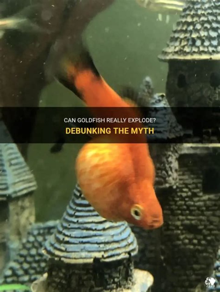 Can goldfish explode?