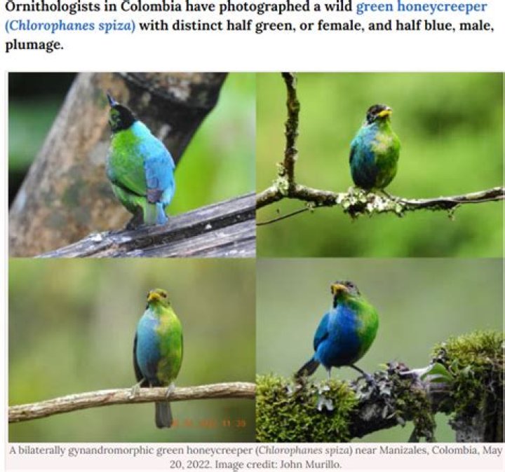 Can gynandromorph reproduce?