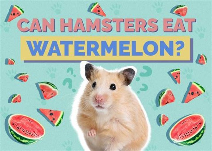 Can hamsters eat icecream?