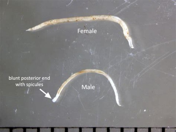 Can hookworms hurt humans?
