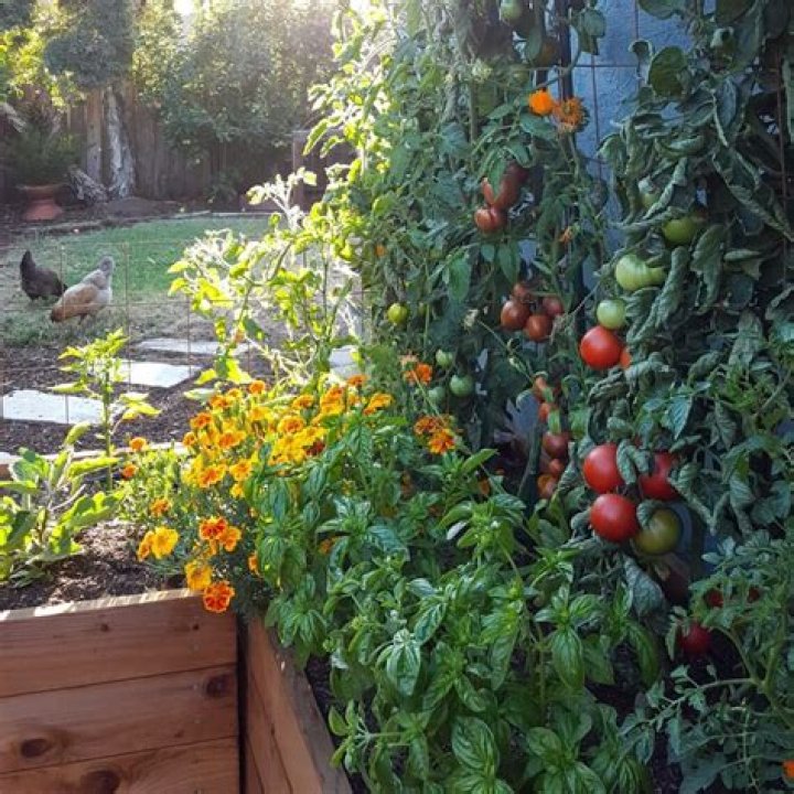 Can I plant garlic next to tomatoes?