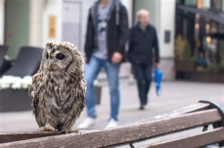 Can owls carry dogs?