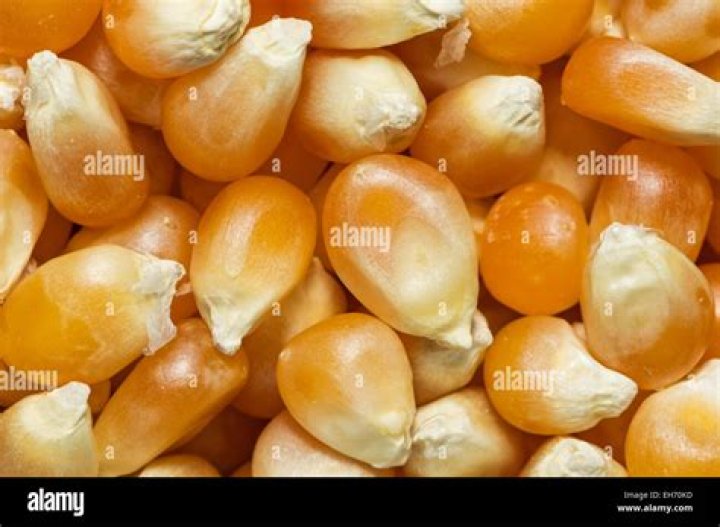 Can rats eat popcorn kernels?
