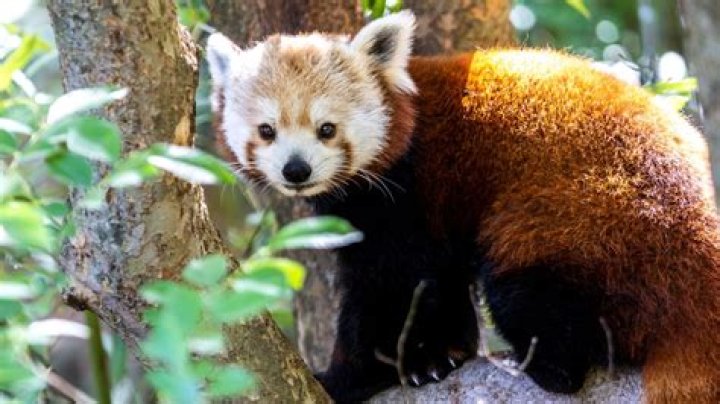 Can red pandas hurt you?