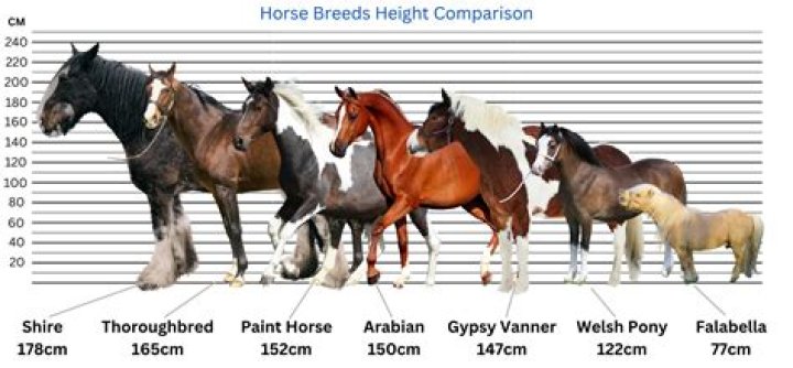 Can you breed a horse and a moose?