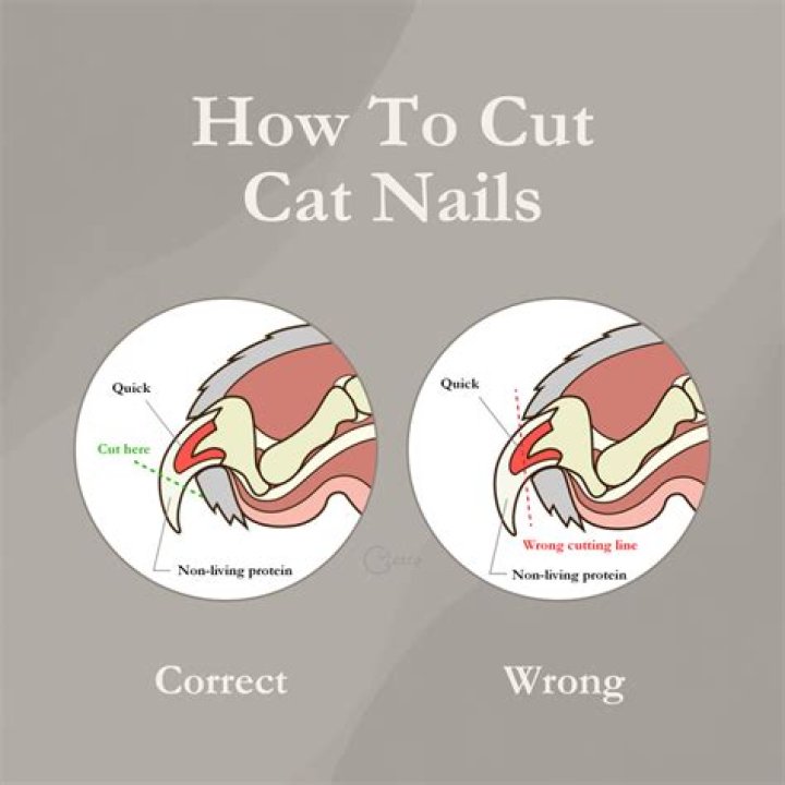 Can you cut a cat's nails?