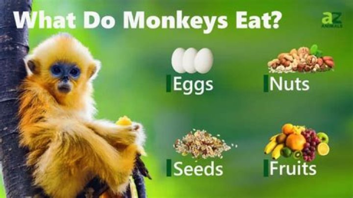 Can you eat a monkey?