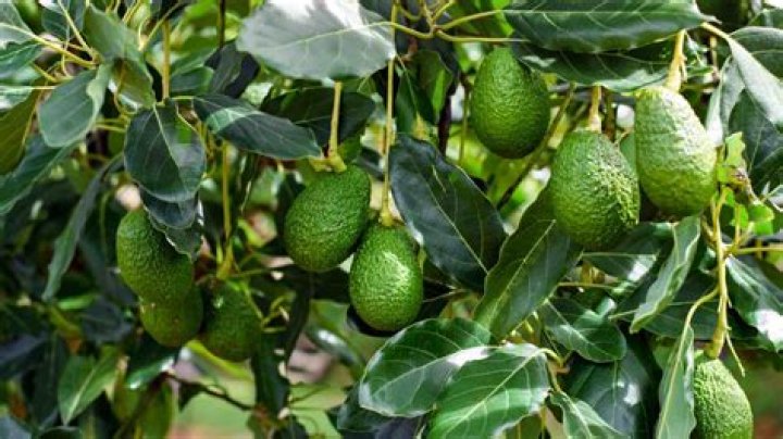Can you eat fresh avocado leaves?