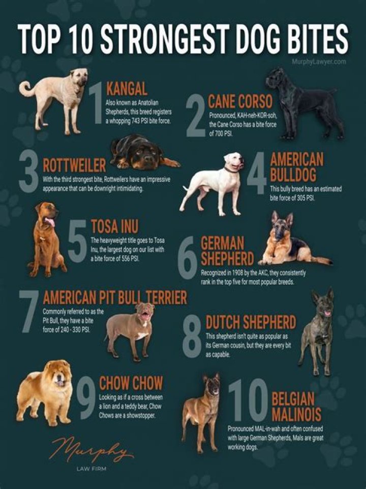 Do all puppy breeds bite?