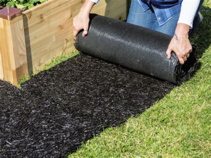 Do ants like rubber mulch?