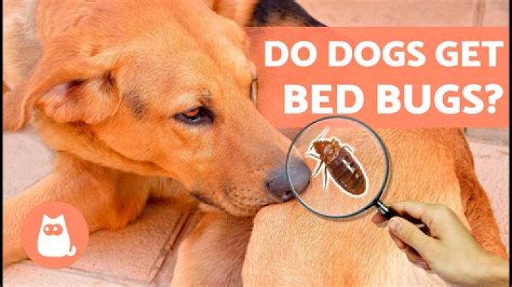Do bed bugs bite dogs?