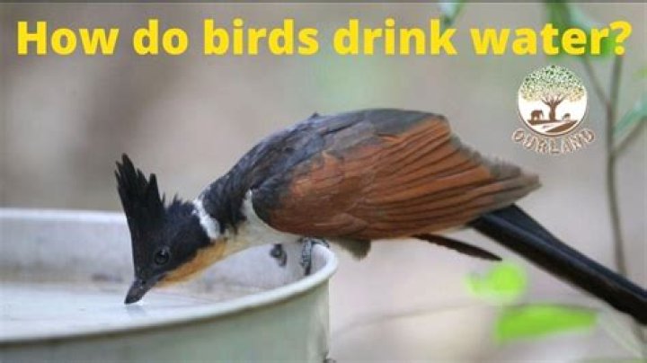 Do birds drink from puddles?