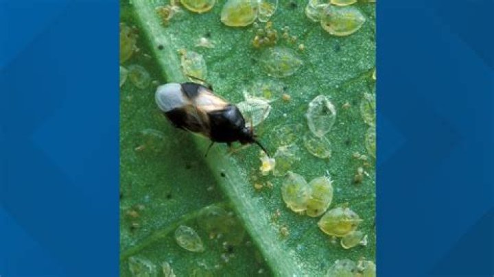 Do bugs have milk?