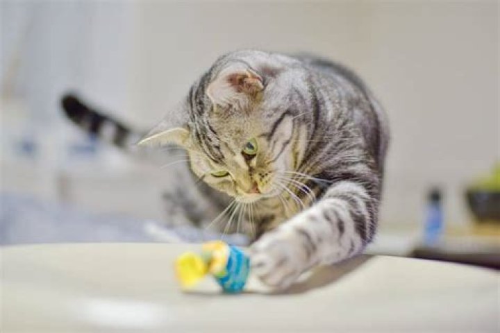 Do cats like licking salt?