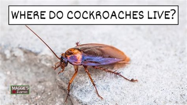 Do cockroaches like being touched?