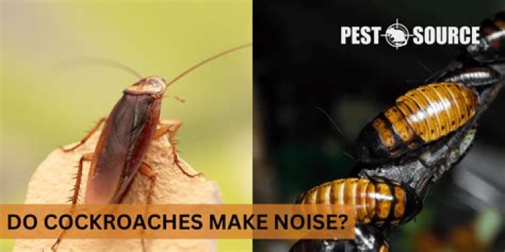 Do cockroaches make noise?