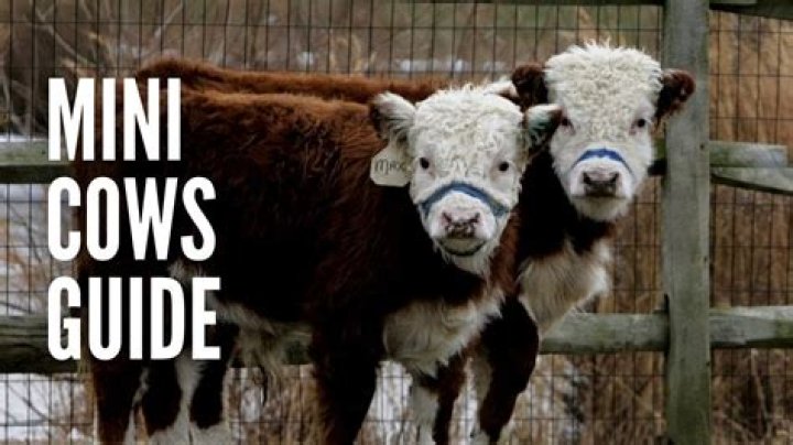 Do cows need to be with other cows?