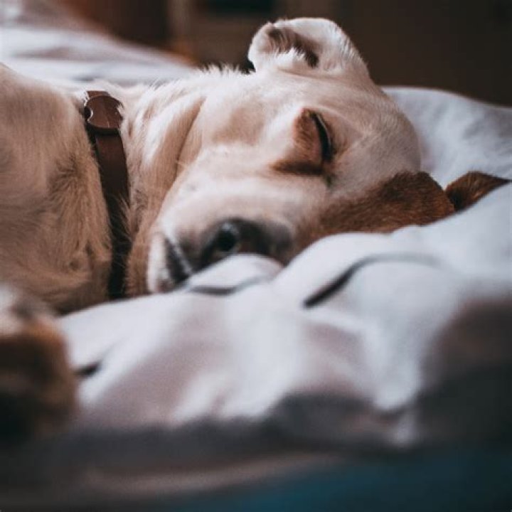 Do dogs feel anything when put to sleep?