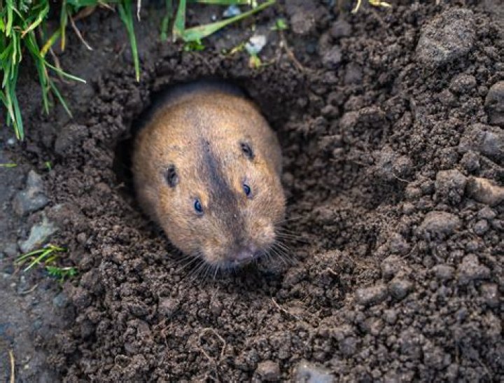 Do gophers reuse tunnels?