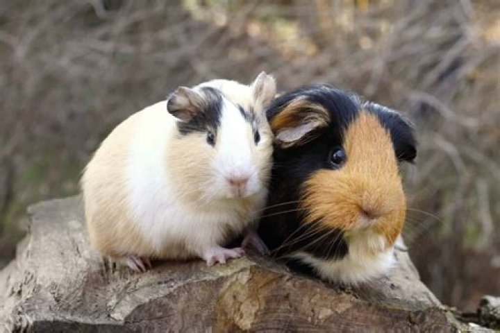 Do guinea pigs get sad when you leave?