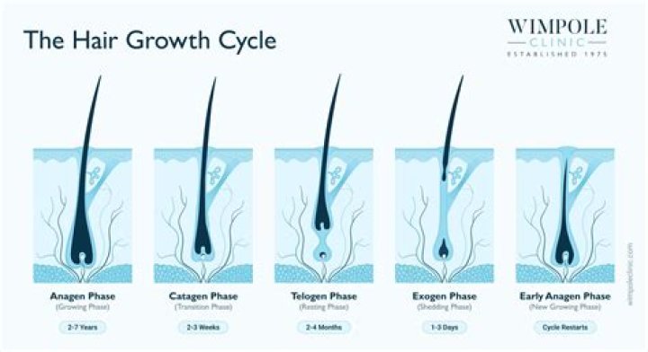 Do hair follicles grow back?