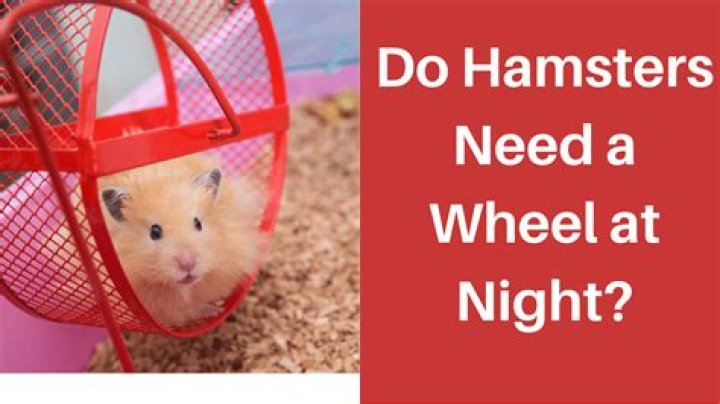 Do hamsters need a wheel?