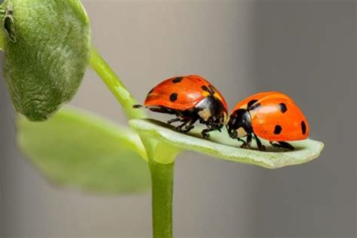 Do ladybugs give birth?