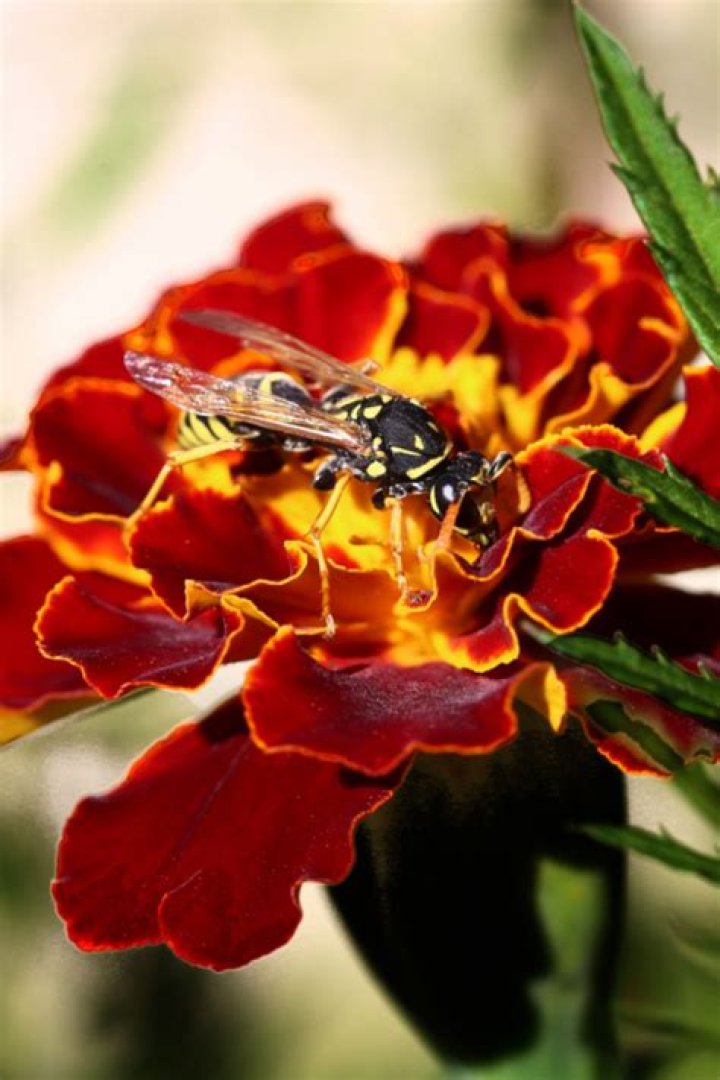Do marigolds attract wasps?