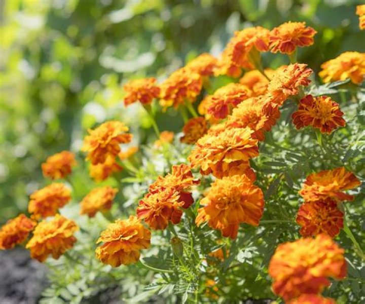 Do marigolds keep wasps away?