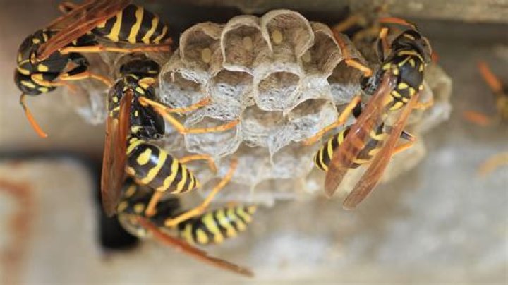 Do mothballs deter wasps?