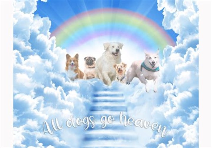 Do our dogs go to heaven?