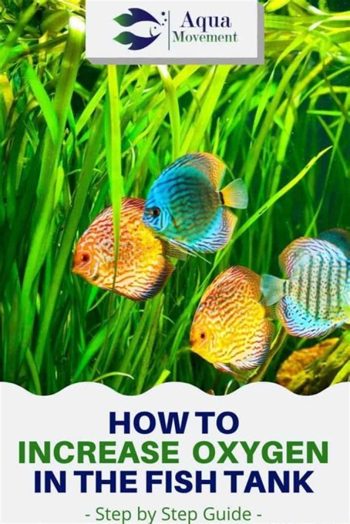 Do plants increase oxygen in aquarium?