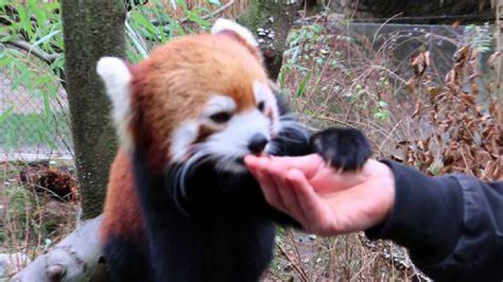 Do red pandas bite?